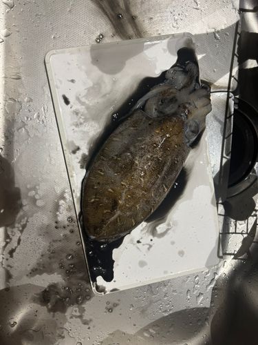 モンゴウイカの釣果