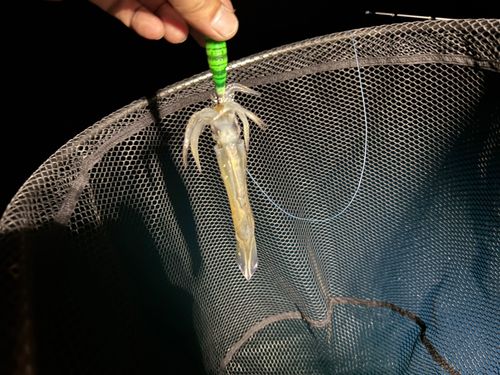 スルメイカの釣果
