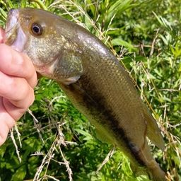 ラージマウスバス