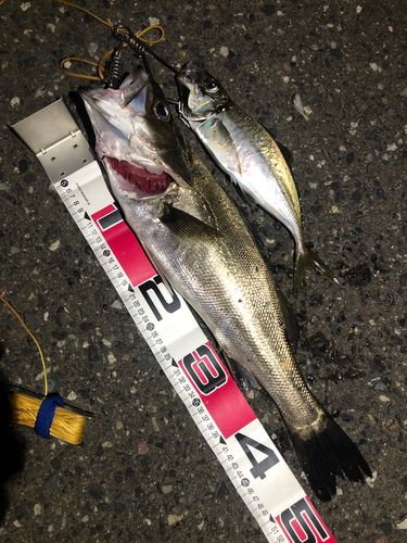 シーバスの釣果
