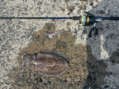 モンゴウイカの釣果