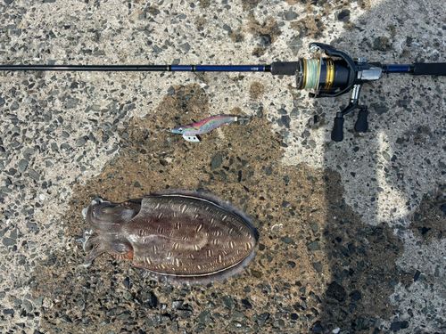 モンゴウイカの釣果