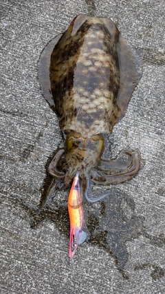 アオリイカの釣果