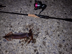 スルメイカの釣果