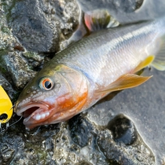 カワムツの釣果