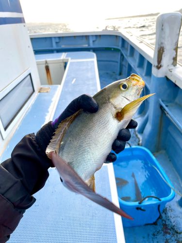 イサキの釣果