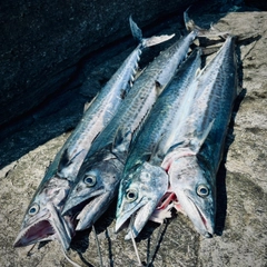 サワラの釣果