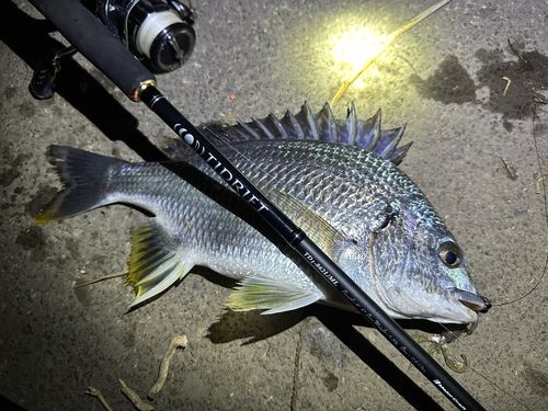 キビレの釣果