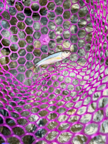 オイカワの釣果