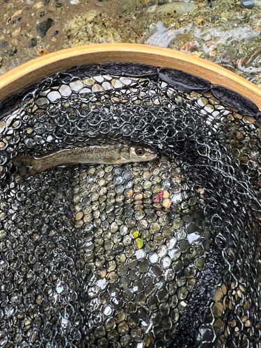 タカハヤの釣果