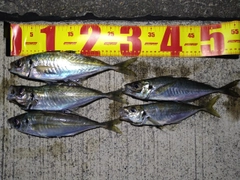 アジの釣果