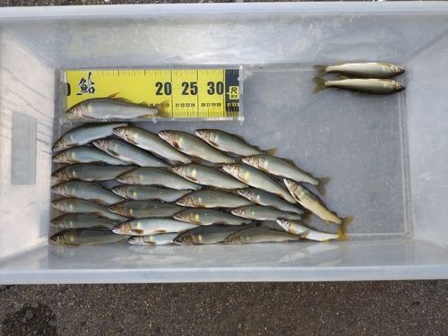 アユの釣果