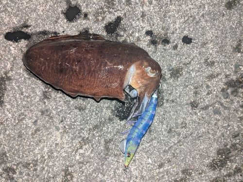 コウイカの釣果