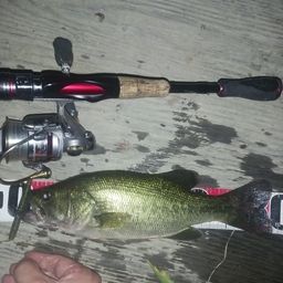 ラージマウスバス