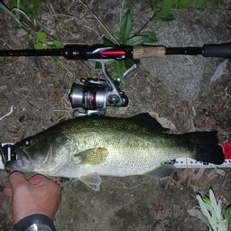 ラージマウスバス