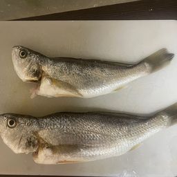 シログチ