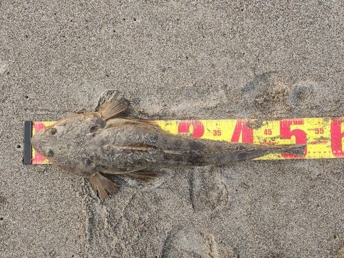 マゴチの釣果