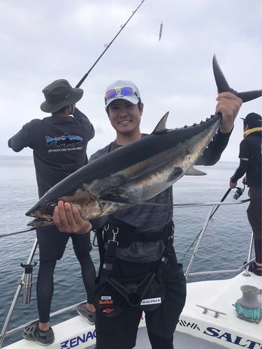 ビンチョウマグロの釣果
