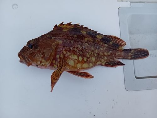 カサゴの釣果