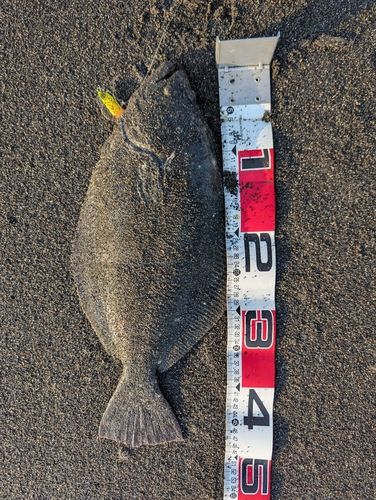 ヒラメの釣果