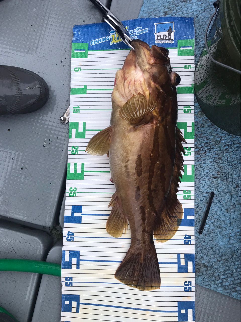 Golden Eagleさんの釣果 2枚目の画像