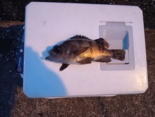 メバルの釣果