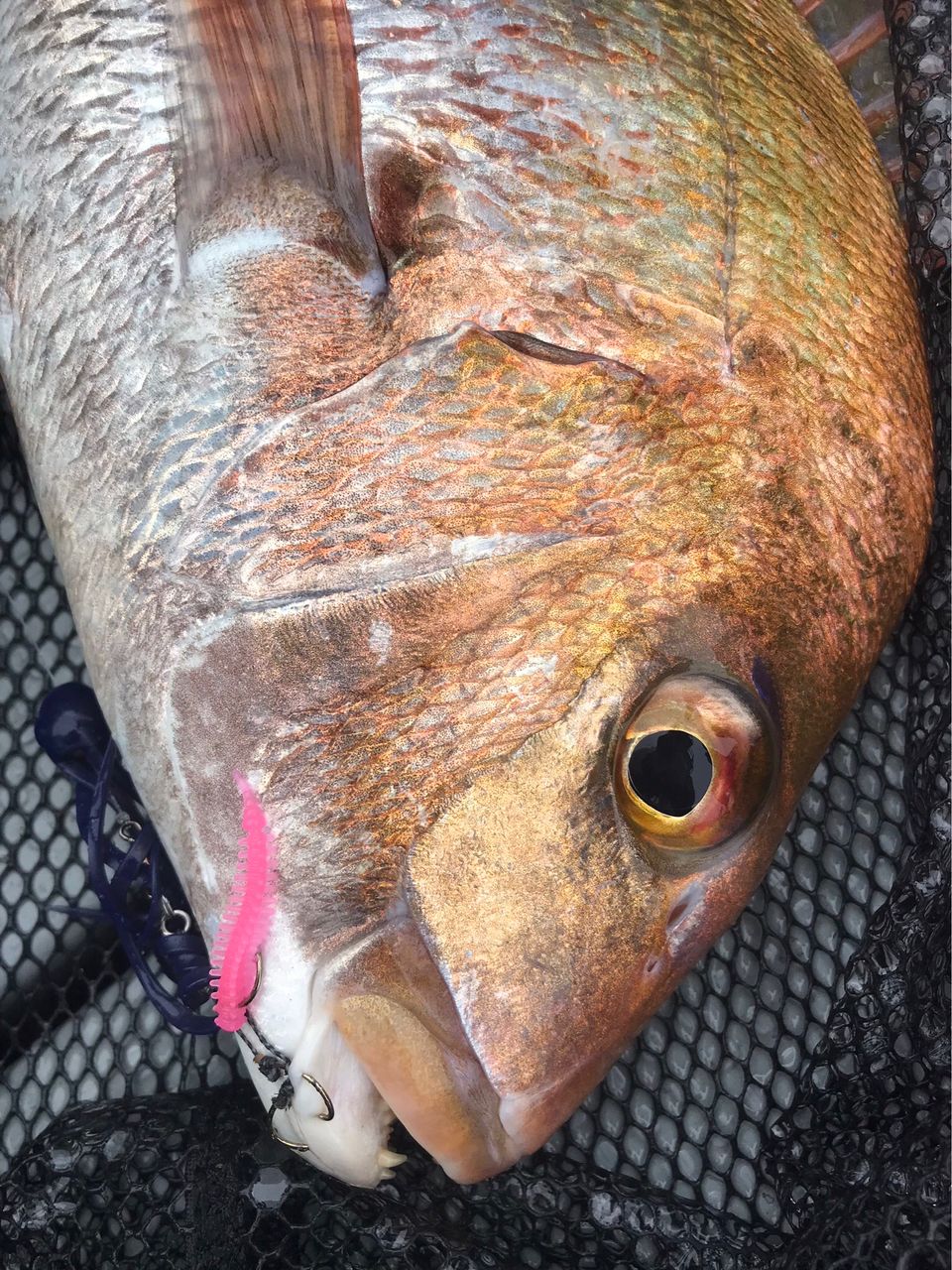 Golden Eagleさんの釣果 2枚目の画像