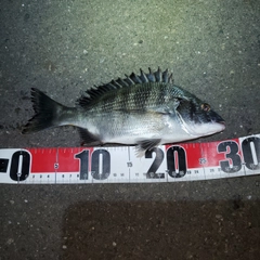 チヌの釣果