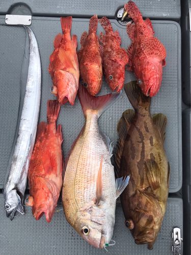 ウッカリカサゴの釣果