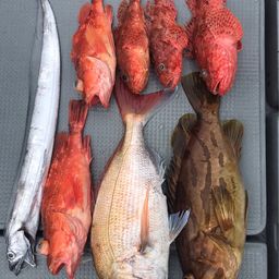 ウッカリカサゴ