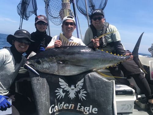 キハダマグロの釣果