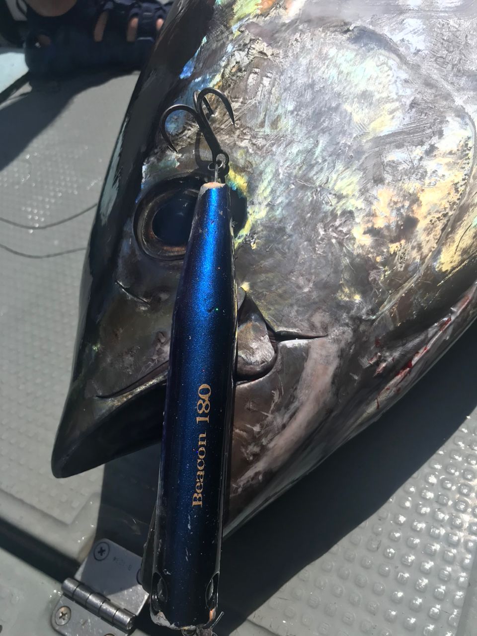 Golden Eagleさんの釣果 2枚目の画像