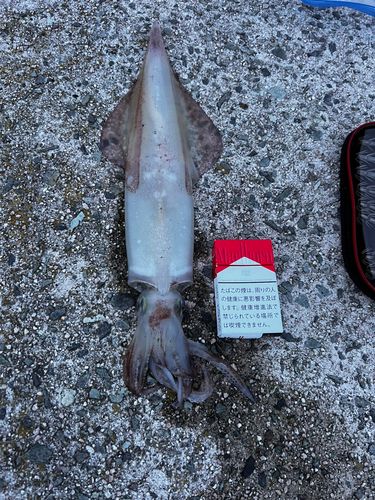 ケンサキイカの釣果
