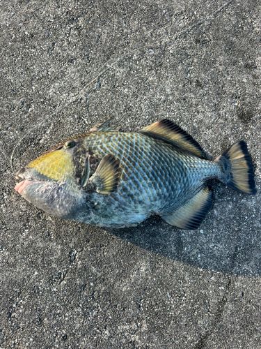 ゴマモンガラの釣果