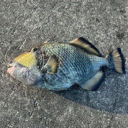 ゴマモンガラ