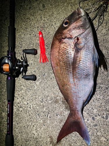 マダイの釣果