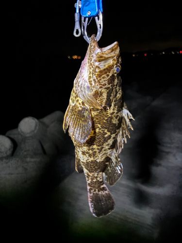 タケノコメバルの釣果