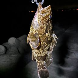 タケノコメバル