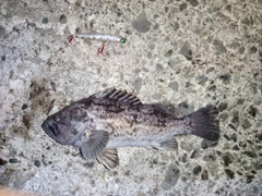 クロソイの釣果