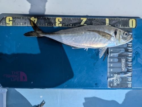 マアジの釣果