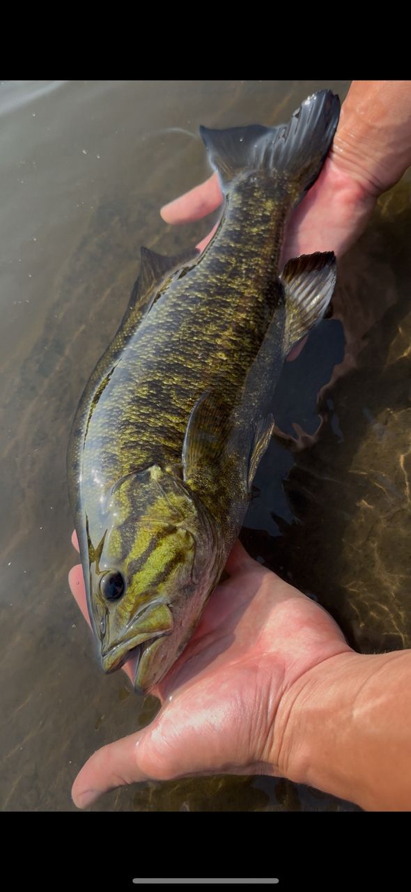 スモールマウスバス