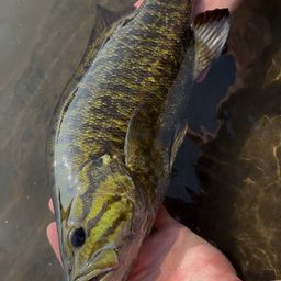 スモールマウスバス