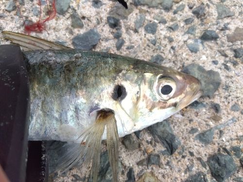 マルアジの釣果