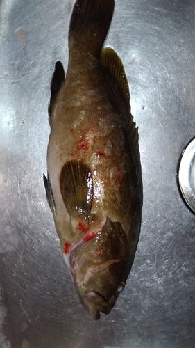 クエの釣果