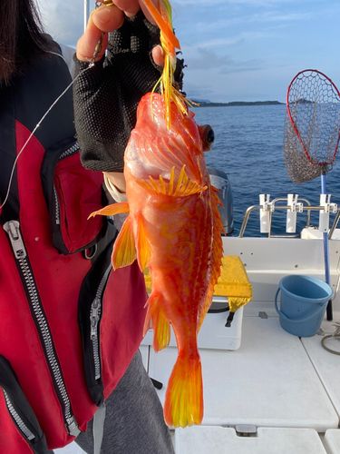 アヤメカサゴの釣果