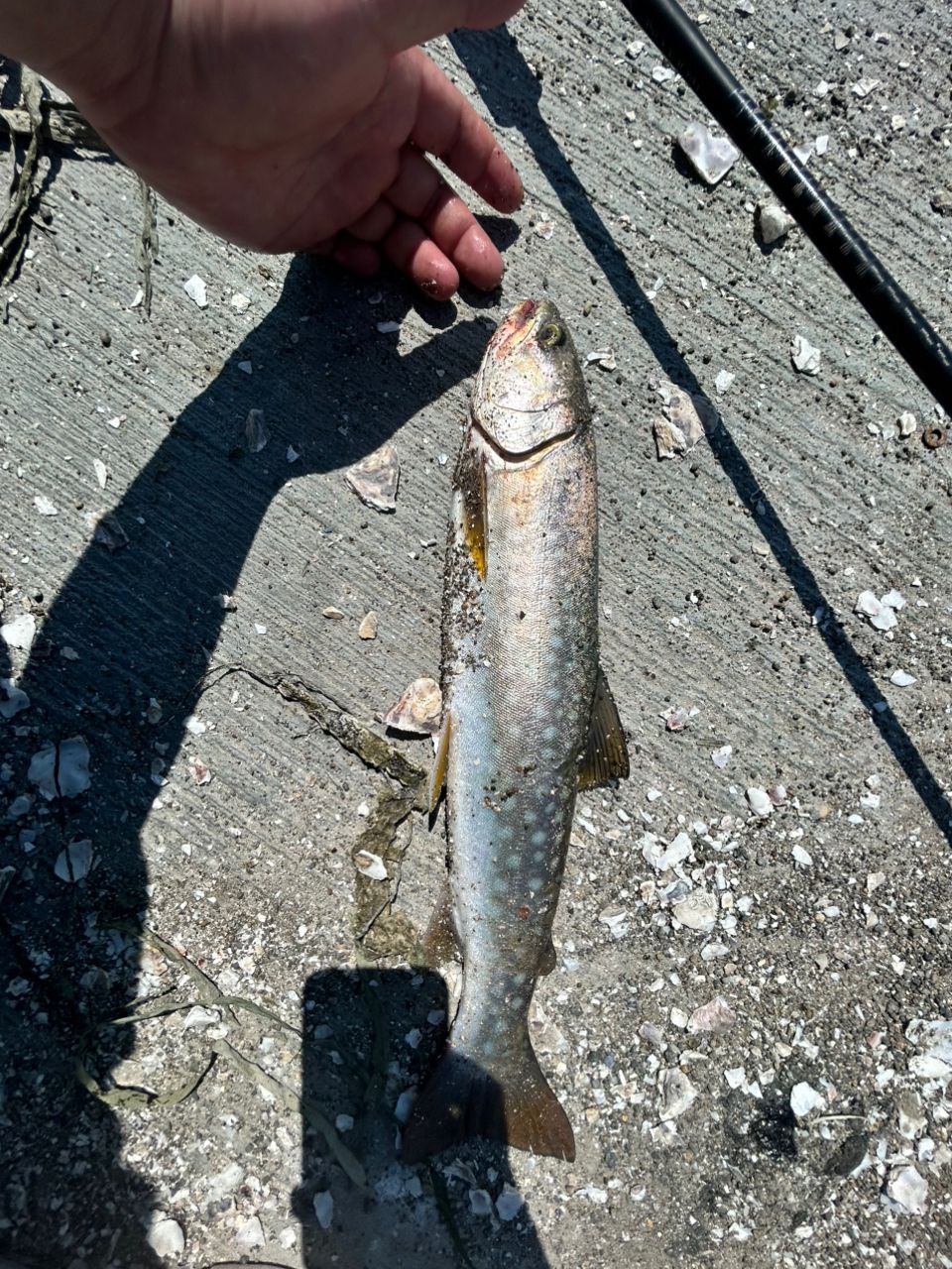 SHIMANO トラウトワン NS S86M trout one シマノ 24トラウトワンNS S86M（スピニング） □梱包