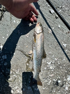 アメマスの釣果