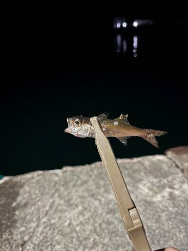ムツの釣果