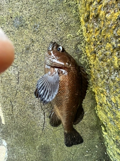 ガヤの釣果