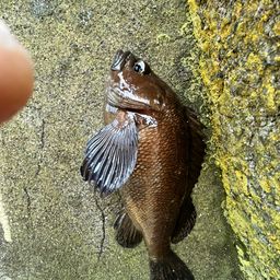 ガヤ